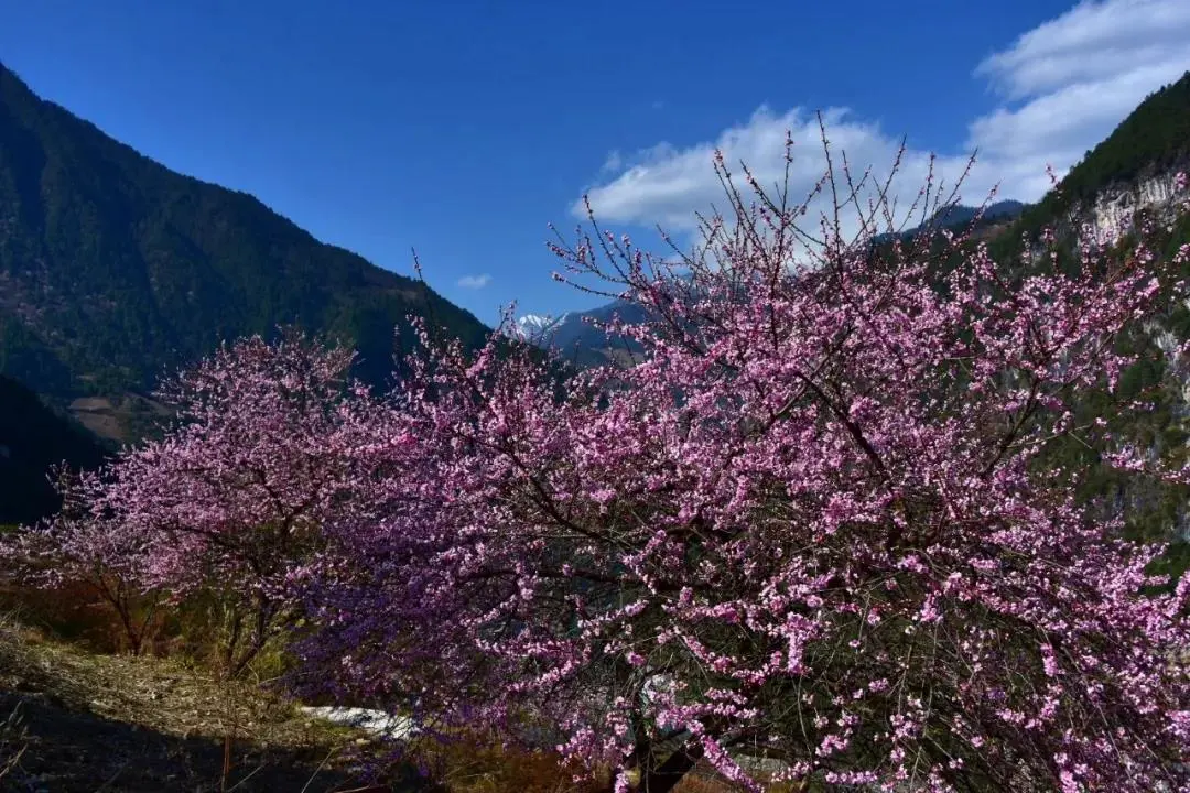 桃花盛开，江水如蓝，每年春季丙察察迎来一年中最美的时光