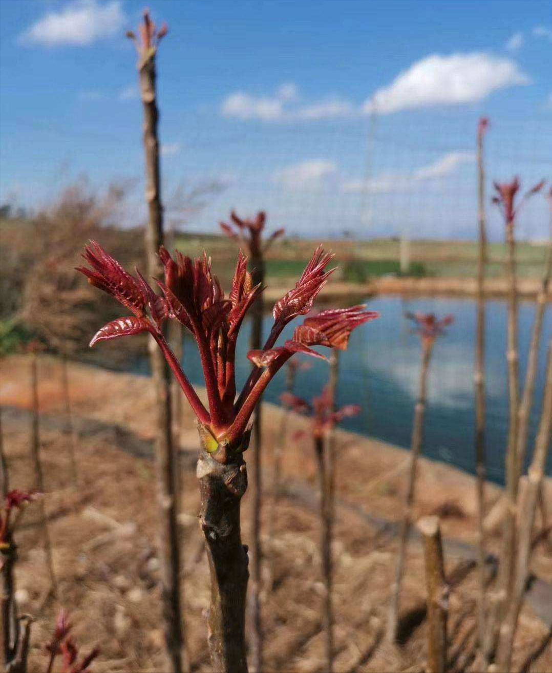 香椿叶应该很多人都有吃过吧,它是农村一种高大乔