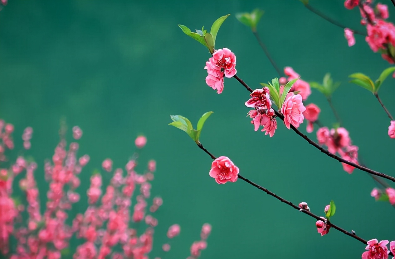 「詩詞鑑賞」春水初生,你可知道,詩詞裡的春水,有多美?