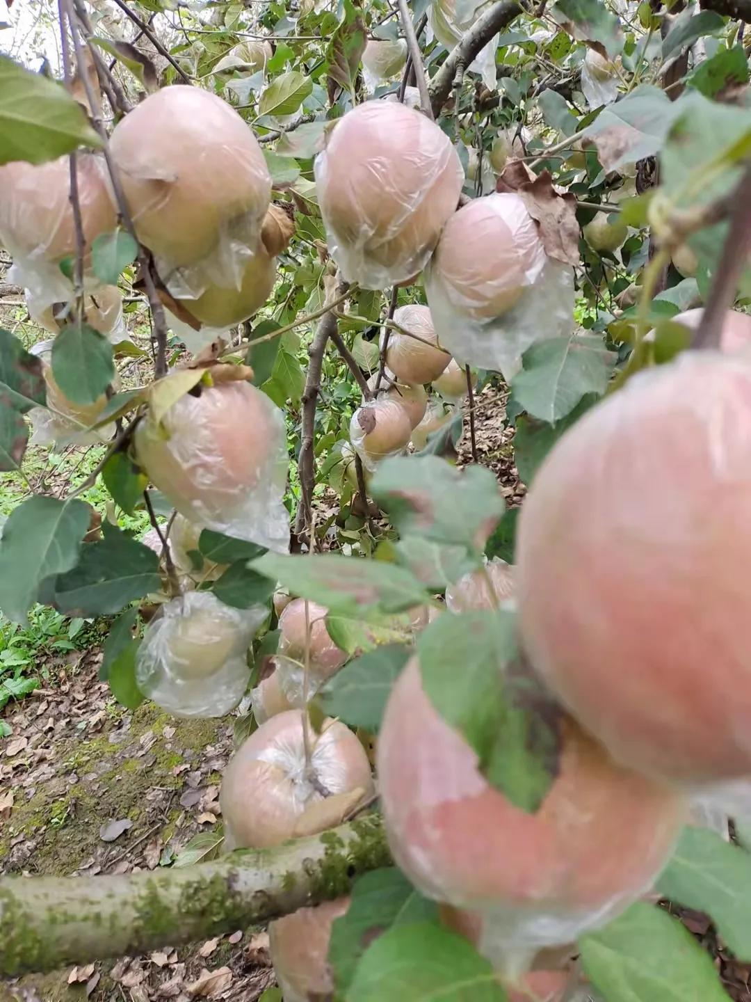 每天吃一个苹果，能有效地改变自己，每天什么时候吃苹果最好呢？