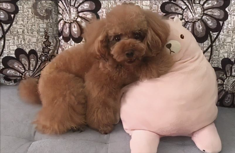 跟风买的“泰迪犬”，本以为交了智商税，实际越养越上瘾