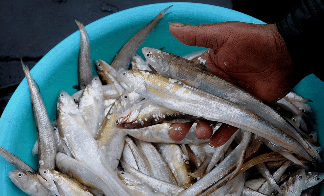 一斤8000元!9条罕见的刀鱼现身靖江鱼塘,鱼塘主:从未放过鱼苗