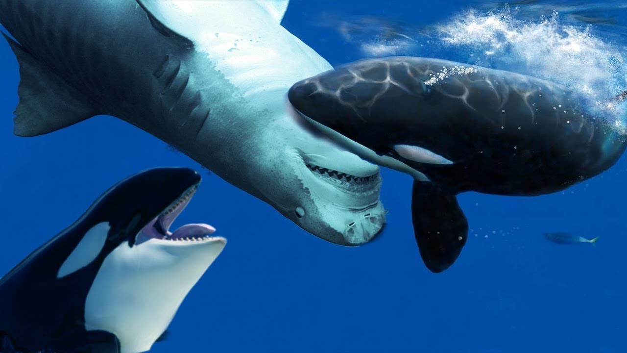 鲨鱼进化悲歌：被其他霸主欺负亿万年的感觉，人类不会懂