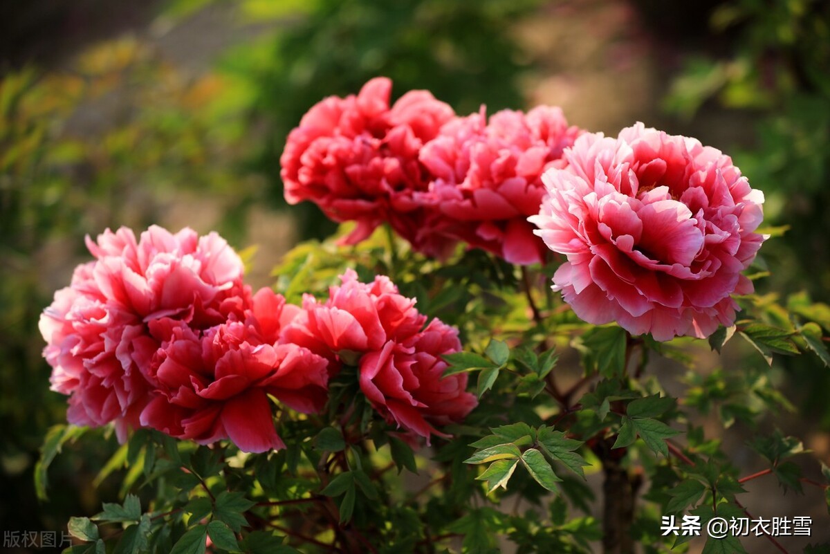 晚春牡丹花美诗9首：万户千车看牡丹，花开时节动京城