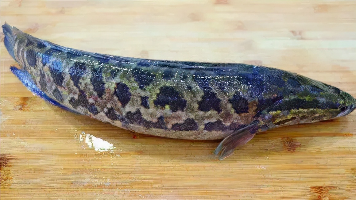 黑鱼身上的粘液怎么去除(肉质鲜美黑鱼做法)