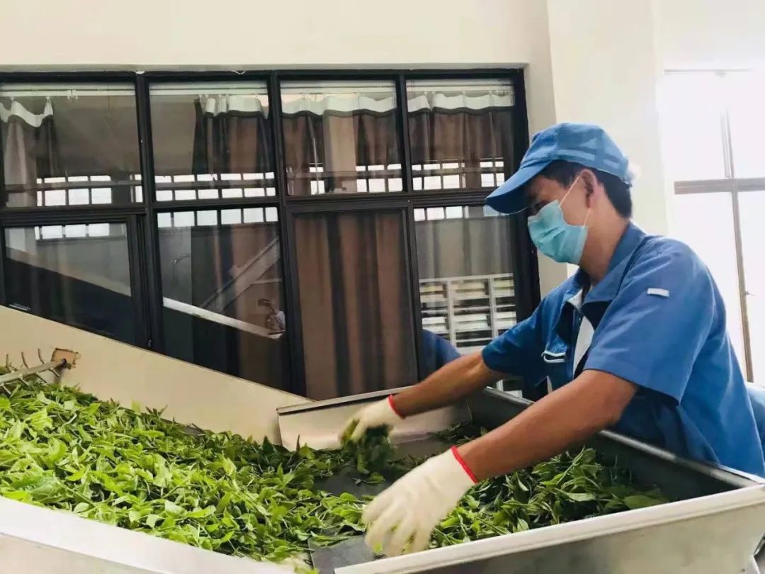 有机茶点亮乡村振兴路——南屏镇整碗村&祖祥茶业&云南农大携手乡村振兴项目签约