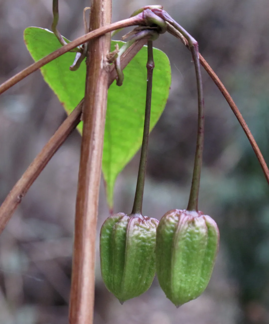 最美野花"雪里开",开在雪中,优雅醉人