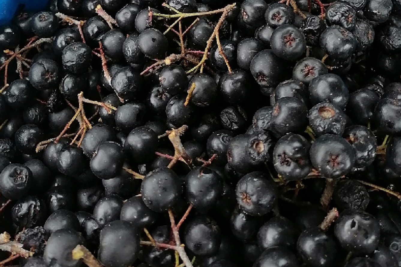 俄罗斯黑果"神秘莫测",零下40℃冻不死,到底是什么东西?