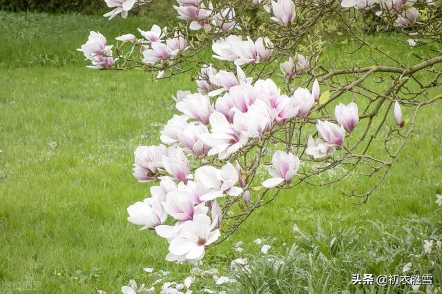 落花美诗五首赏读：桃花自落非关雨，梅子半黄知是春