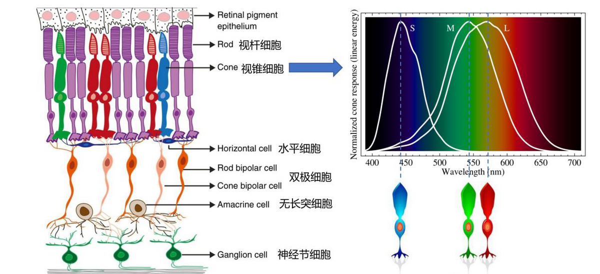 科普：猫咪的眼睛竟然如此奇妙，探寻猫眼里的线索秘密