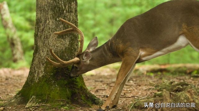 超能力真的存在吗(超级血液，器官再生、百毒不侵，这是人们认为它是仙兽真正的原因)