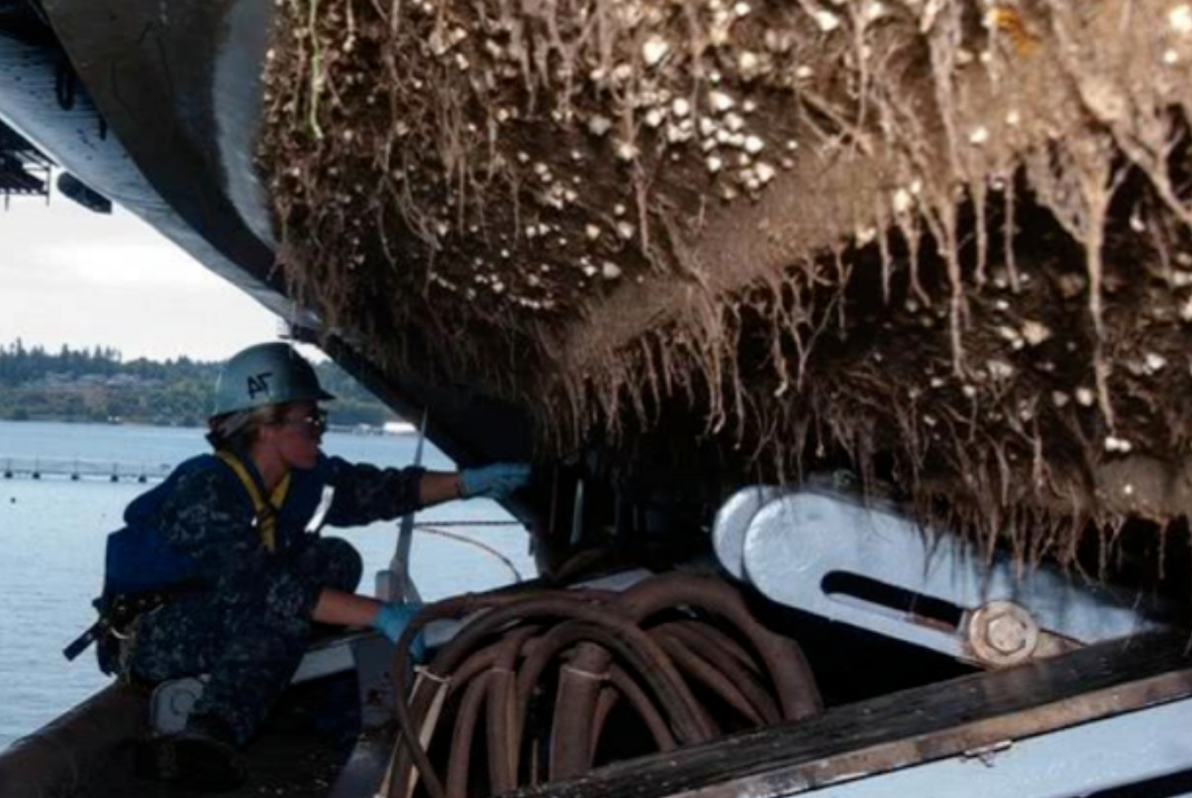 海洋害虫藤壶到底有何特别之处鲸鱼海龟都深受其害