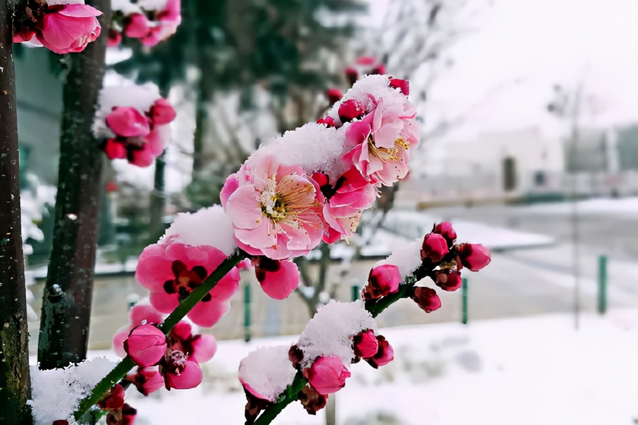 渺万里层云，千山暮雪，只影向谁去？12 句优美的写雪的句子