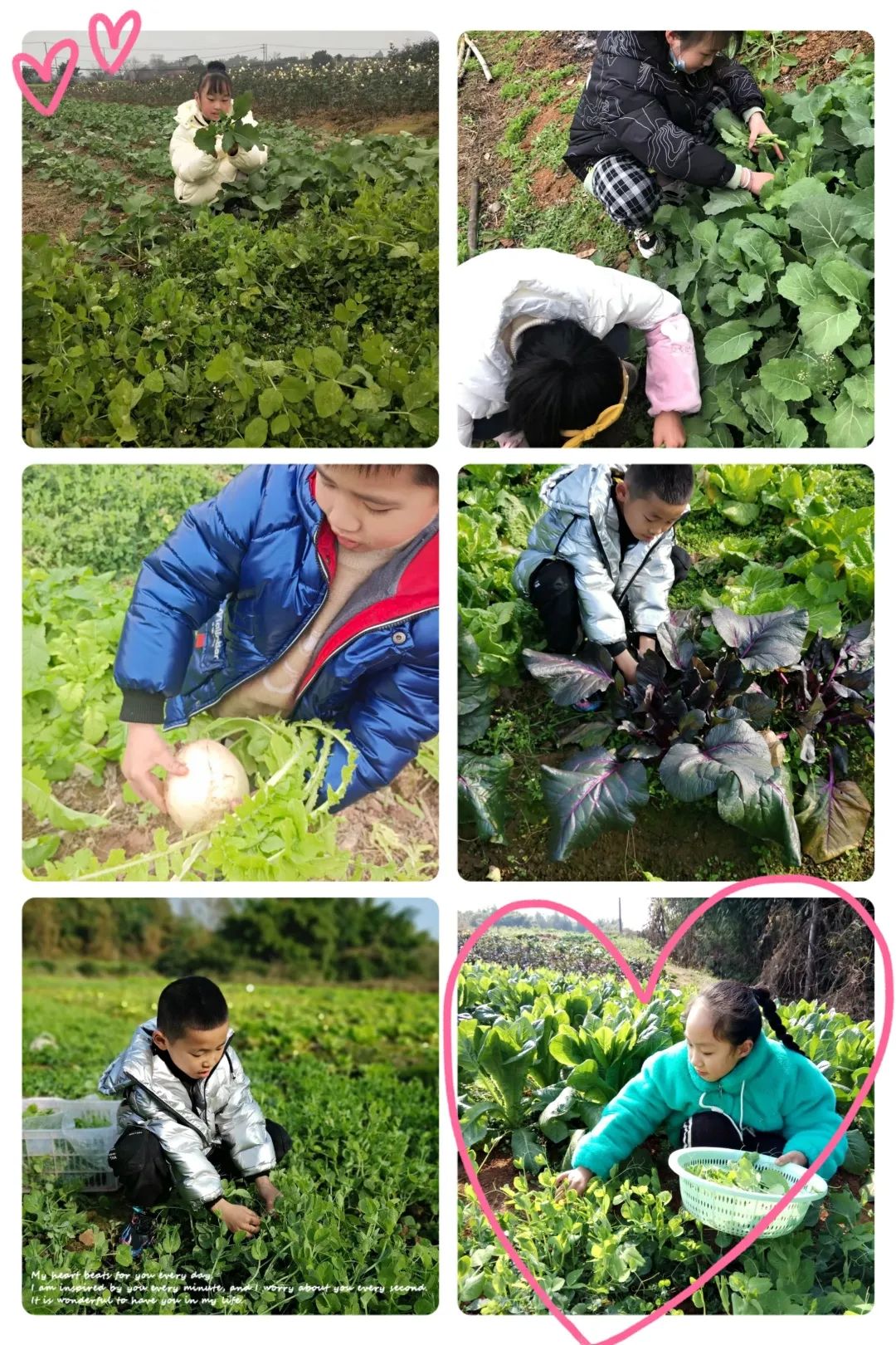 以劳动之名 收获成长之乐｜新兴小学开展“小农夫”劳动教育课程