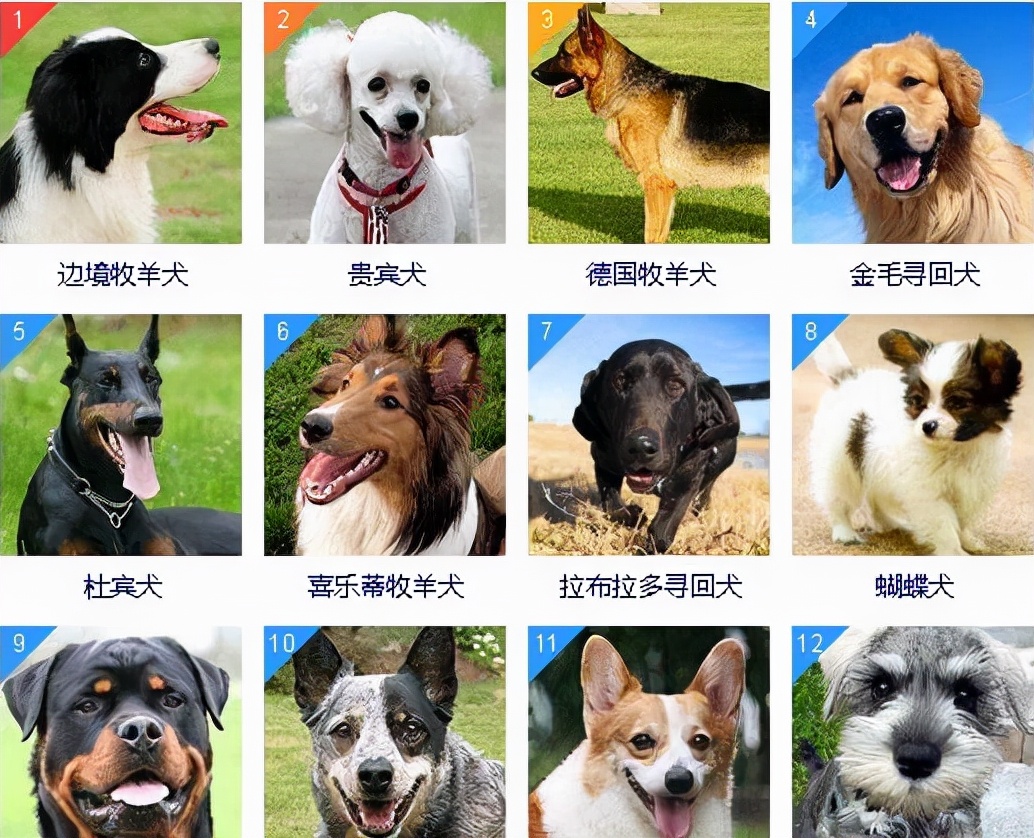 最聪明的宠物狗排名(狗狗智商排名前8位都是聪明的犬种)