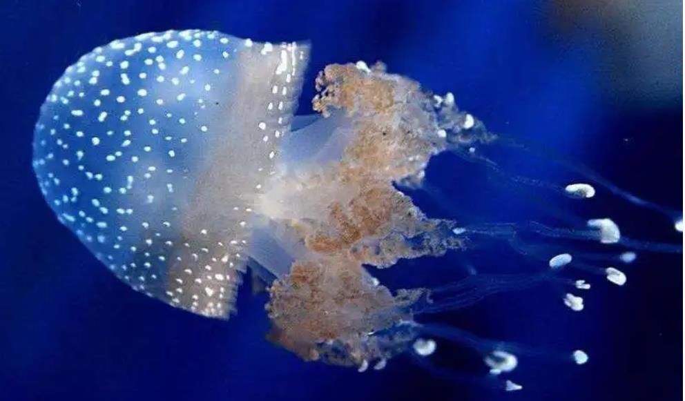 王寒:海蜇水多,阎王鬼多