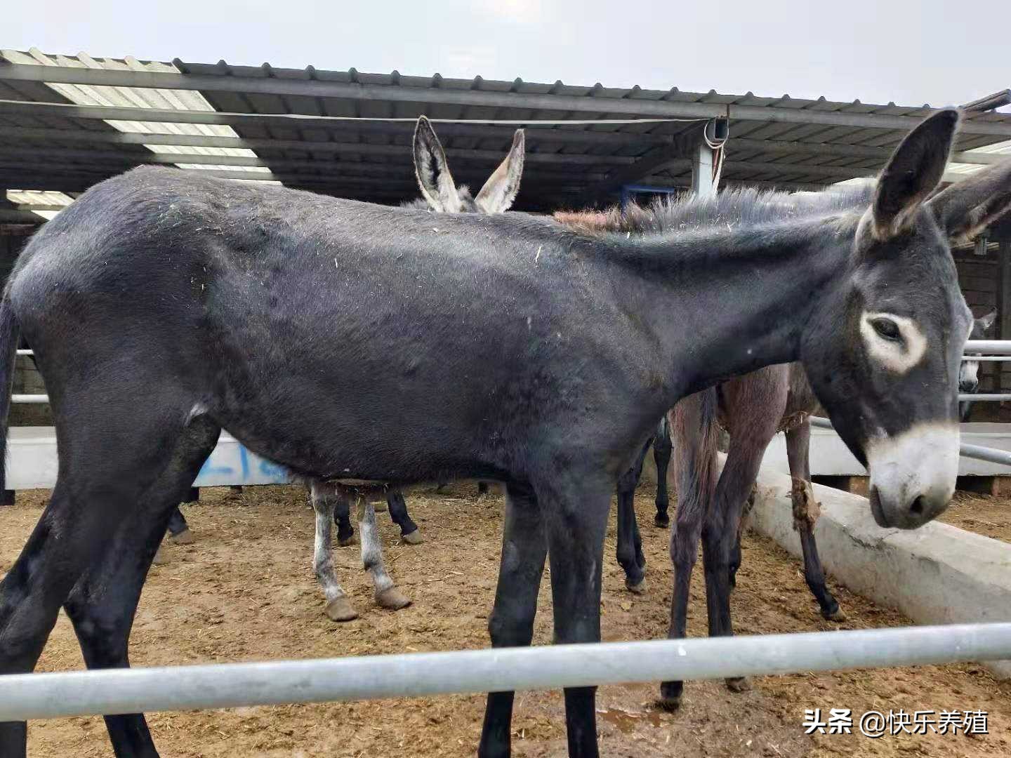 养驴户苦熬三年，终等来高光时刻，育肥驴23元/斤不愁卖