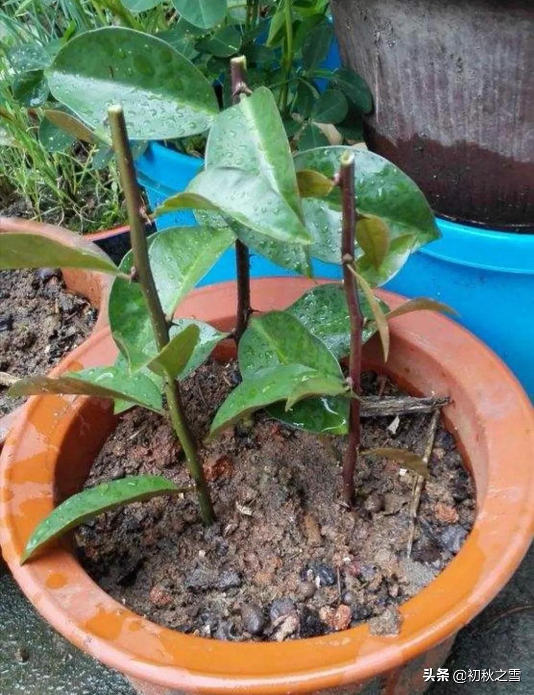 叶仙图片长什么样(叶仙的最佳扦插时间推荐)