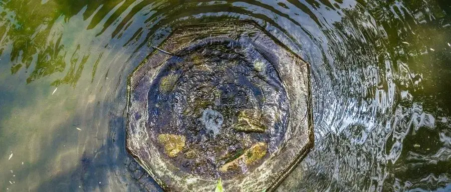 冬至:数九寒天一阳生,滋补暖胃御寒湿