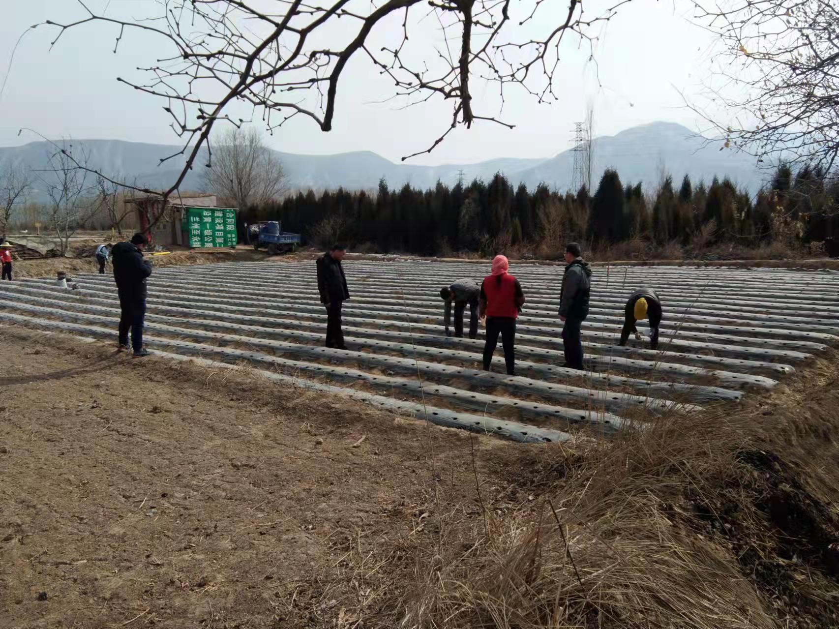 阳春三月下地忙