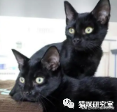 买猫防坑指南3：猫的价格规律，和三十种常见品种猫的合理价格