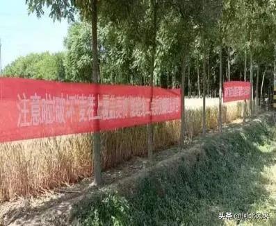 二点委夜蛾研究再创新 生态调控措施普及推广