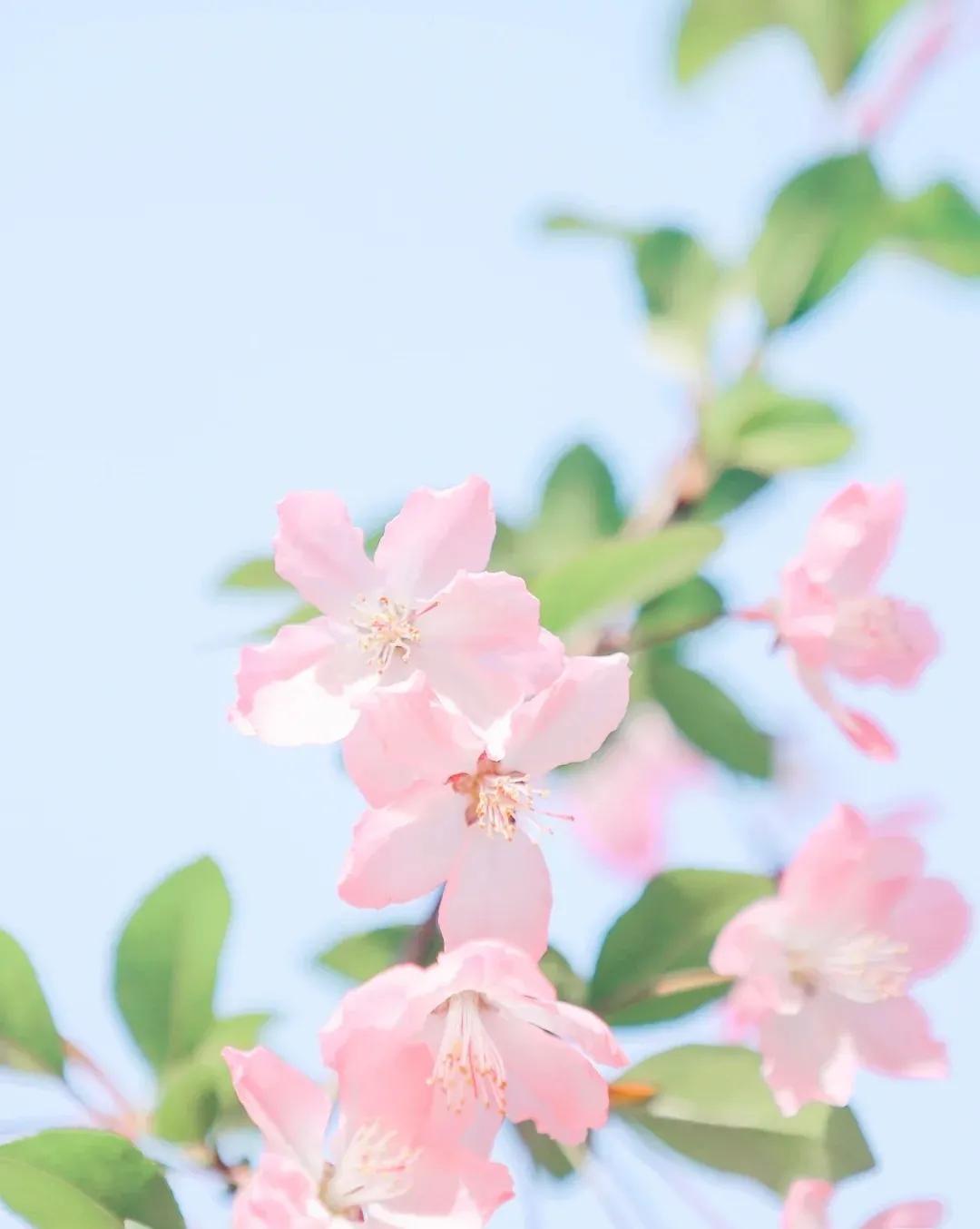 春天踏青野餐高级小众朋友圈文案