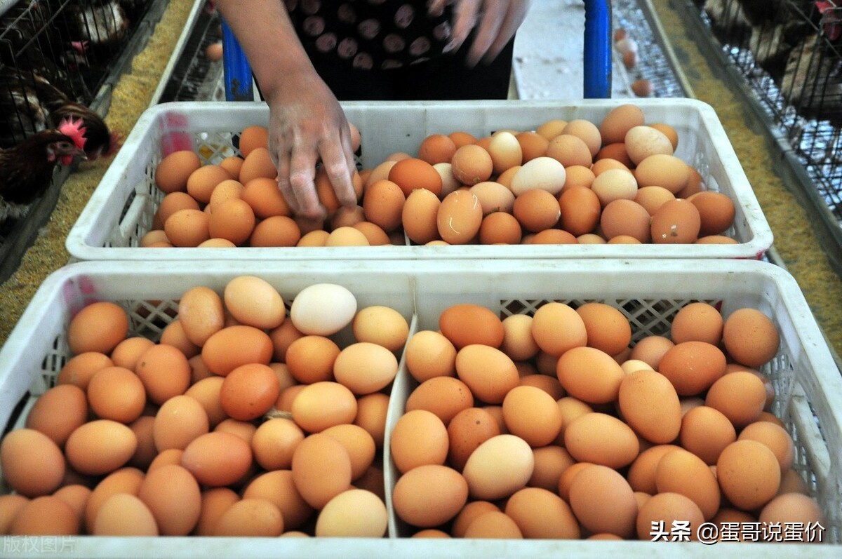 局部跌幅扩大！鸡蛋市场成交量进一步减少