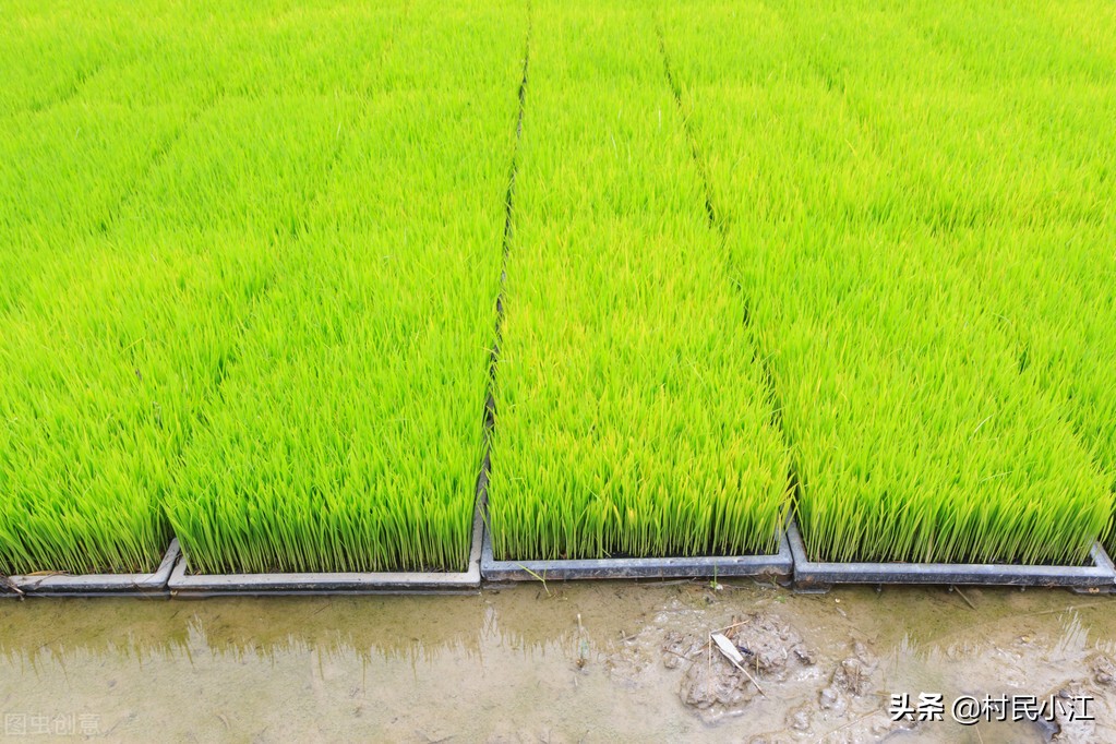 水稻育秧步骤图片