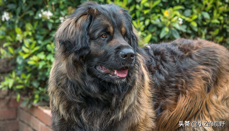 卡斯罗犬图片(五种大型犬，为何有些是禁养的，它们是如何繁育出来的？（二）)