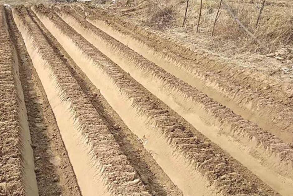 农村种红薯,它有什么特点?起垄,除草,翻藤,这些真懂了吗?