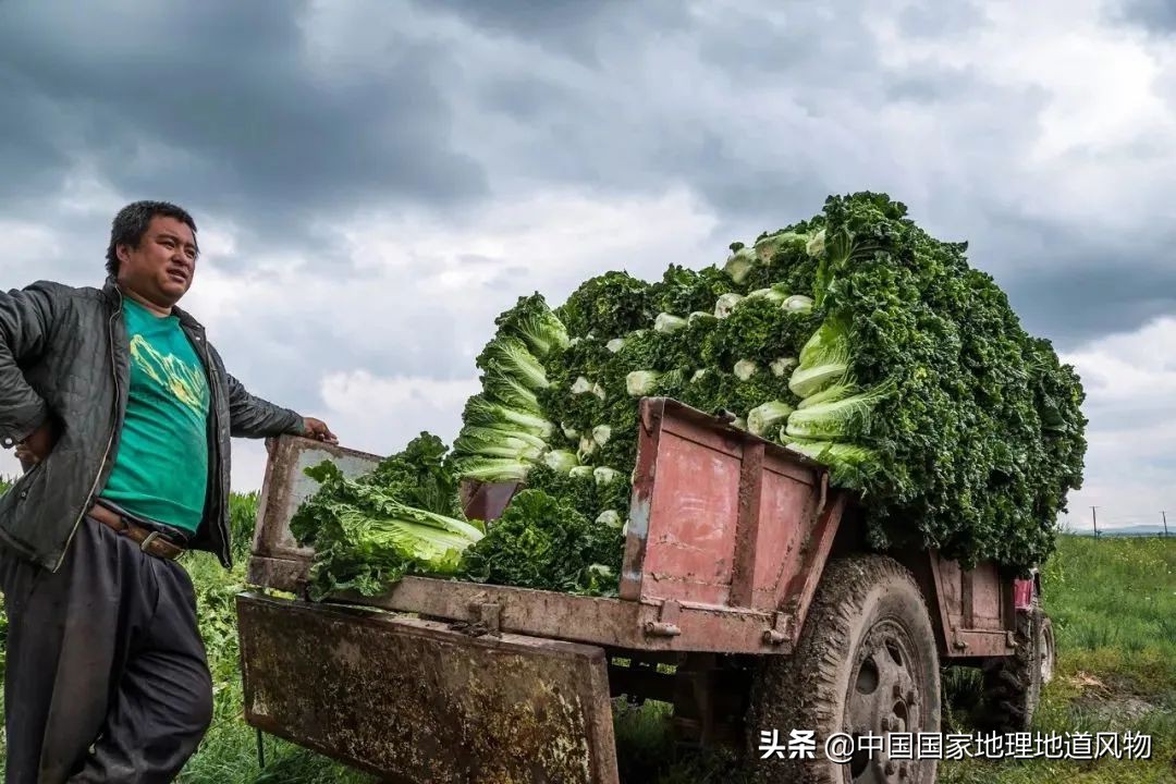 助力蔬菜自由，山东、河南、河北、江苏四省，种菜到底有多猛？