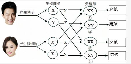 男生染色体是XY，女生的是XX，那染色体是YY的人又会是啥样的呢？