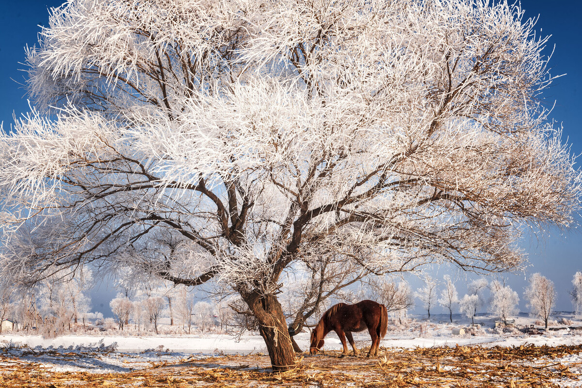 白色童话｜去东北打卡这7个雪景旅行地