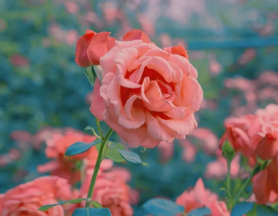 朋友圈? 关于花的浪漫文案 小众且温柔