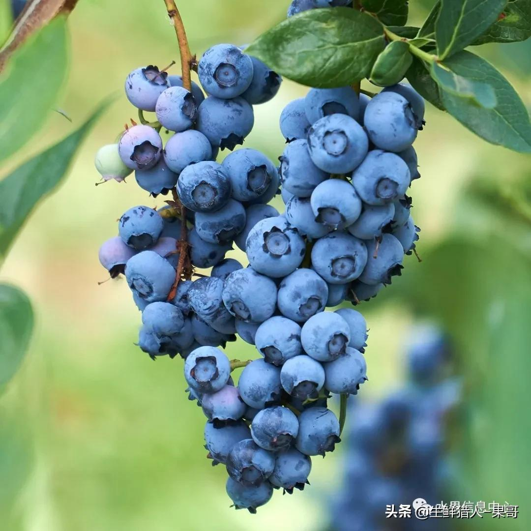 兔眼蓝莓品种介绍(中国蓝莓主要产地分布及品种介绍)