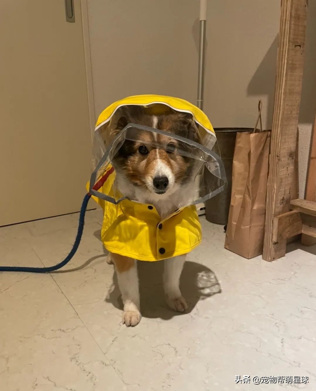 狗狗穿上新雨衣，竟陶醉在镜子前自我欣赏，不想出门散步了都