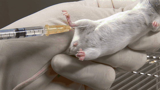 马斯克公司回应残忍虐猴，动物实验什么时候是个头？