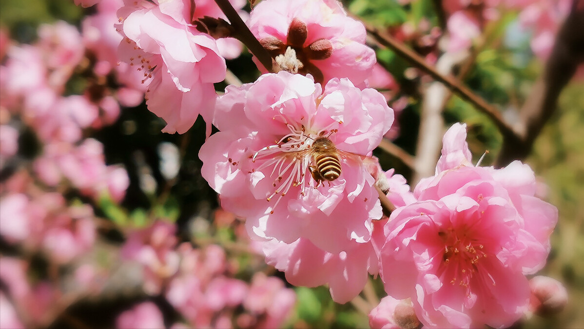 福州“云赏花”，带你打卡名胜古迹七大花，体验醉美三月的花海