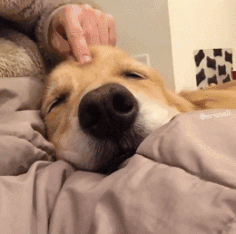 这12个“狗狗冷知识”，养狗多年的人，也不一定懂