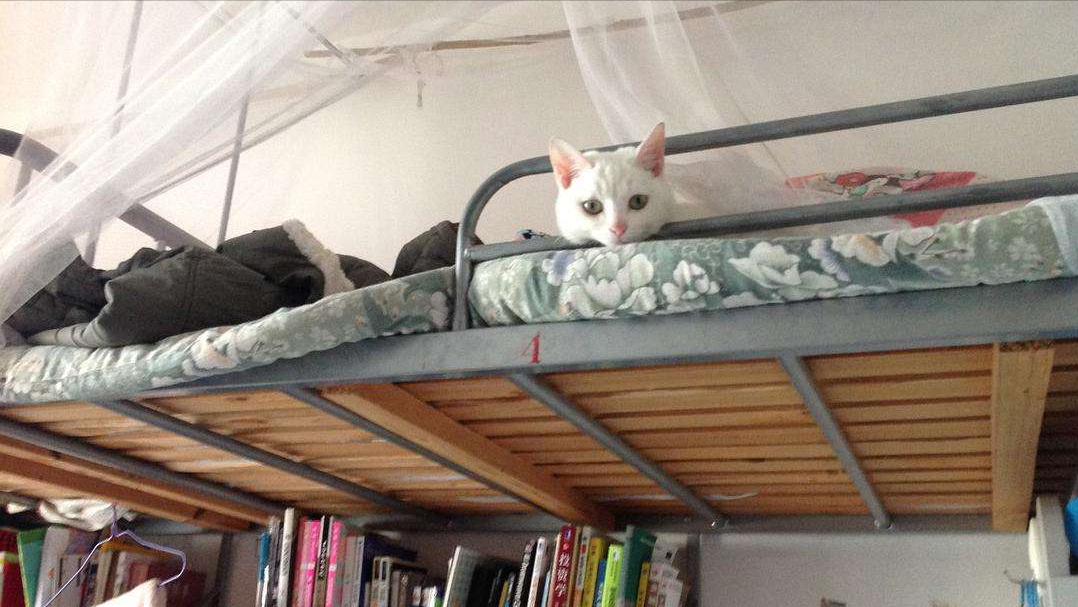 想对大学里养猫的同学说：请不要将爱心带到宿舍，我不喜欢猫