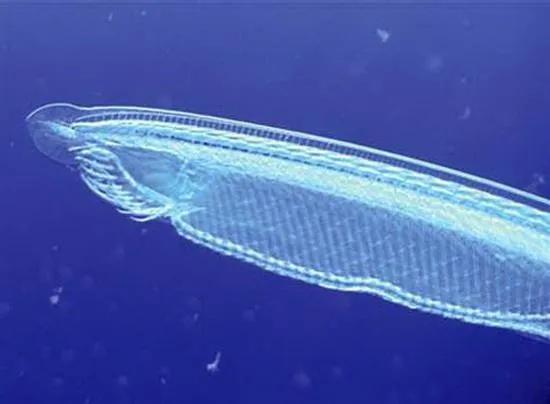 海洋原索动物文昌鱼的传说