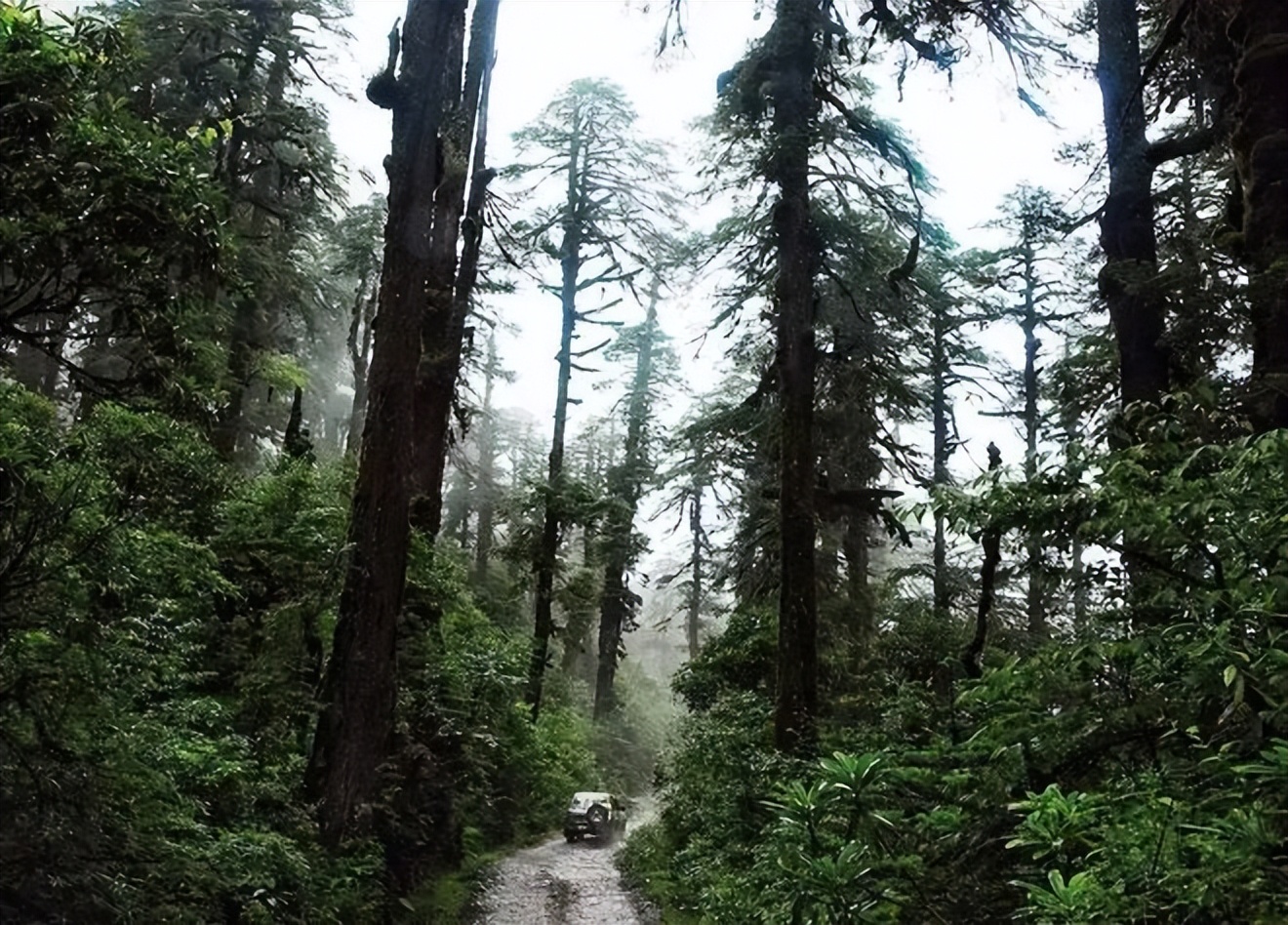 河两岸山地和河谷地带发现了一片呈带状分布的云南黄果冷杉原始森林