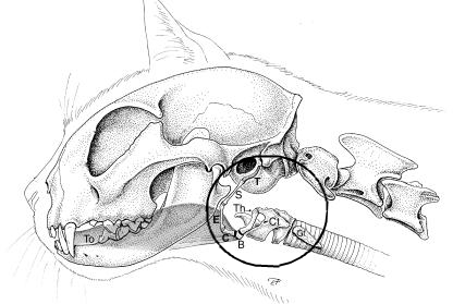 我们再来看看第二组:猎豹,家猫的舌骨和喉部的结构,会发现舌骨基部