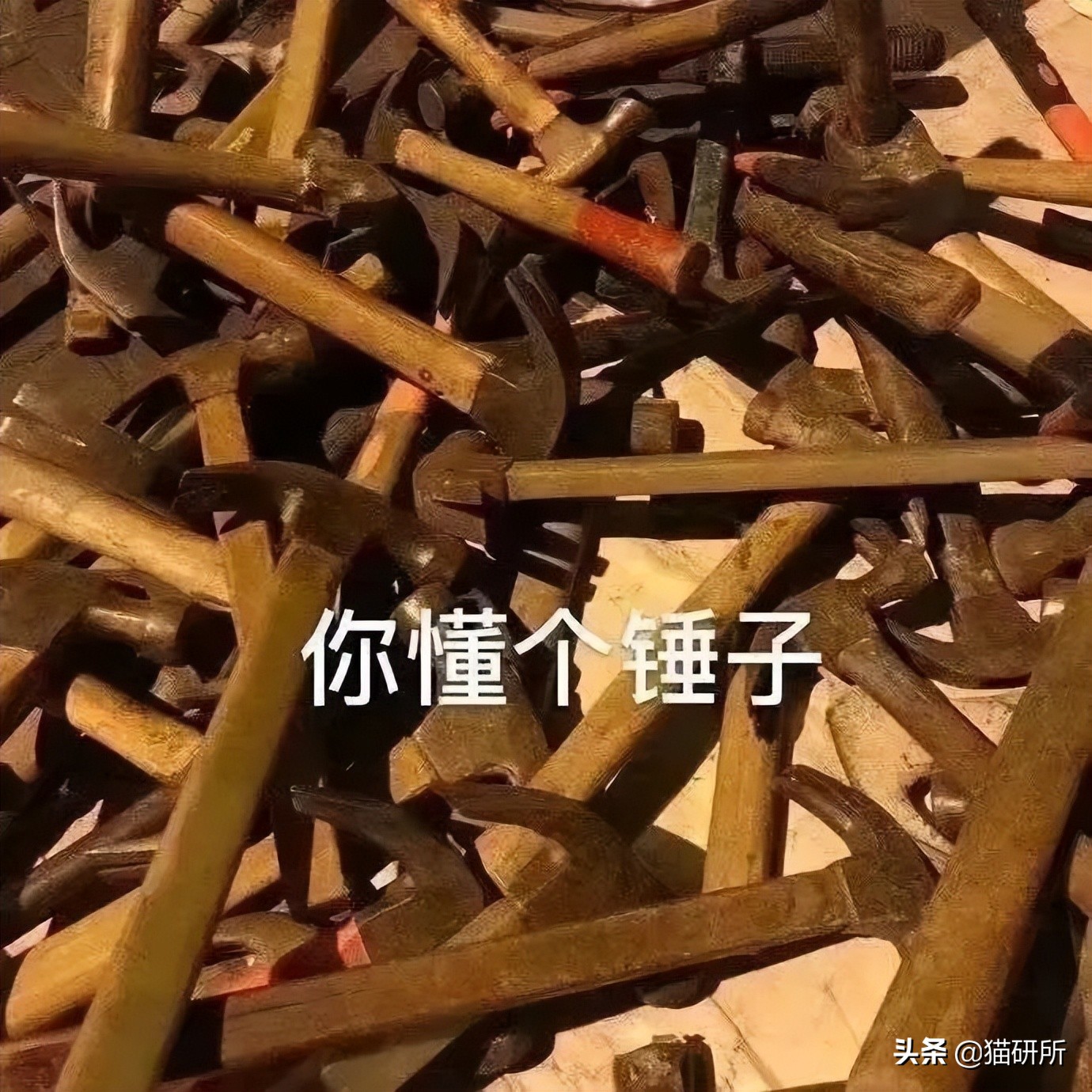 爆肝统计5000个猫名，让所有人都笑死在这些沙雕名字里