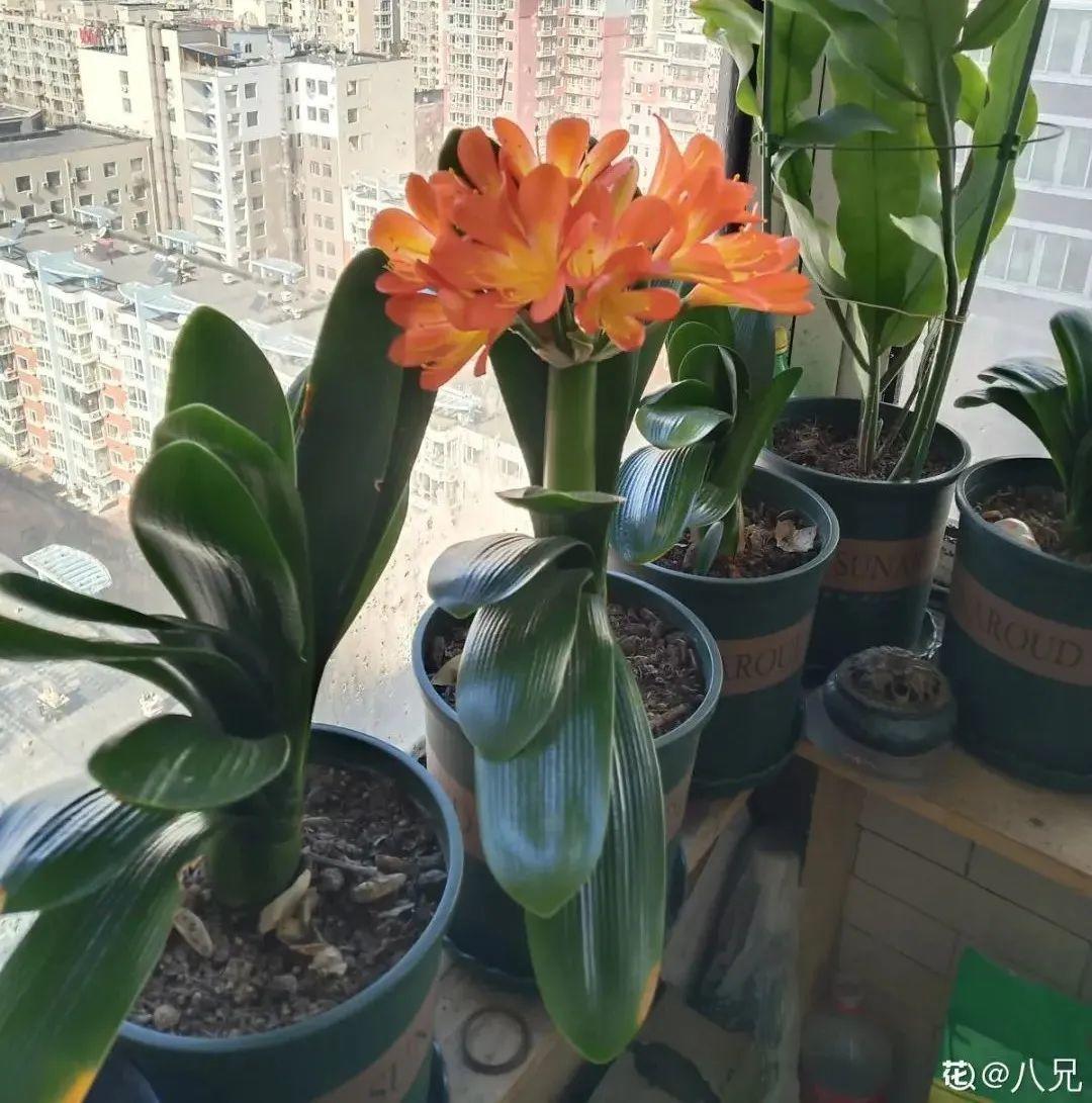君子蘭花圖片,君子蘭花圖片大全大圖