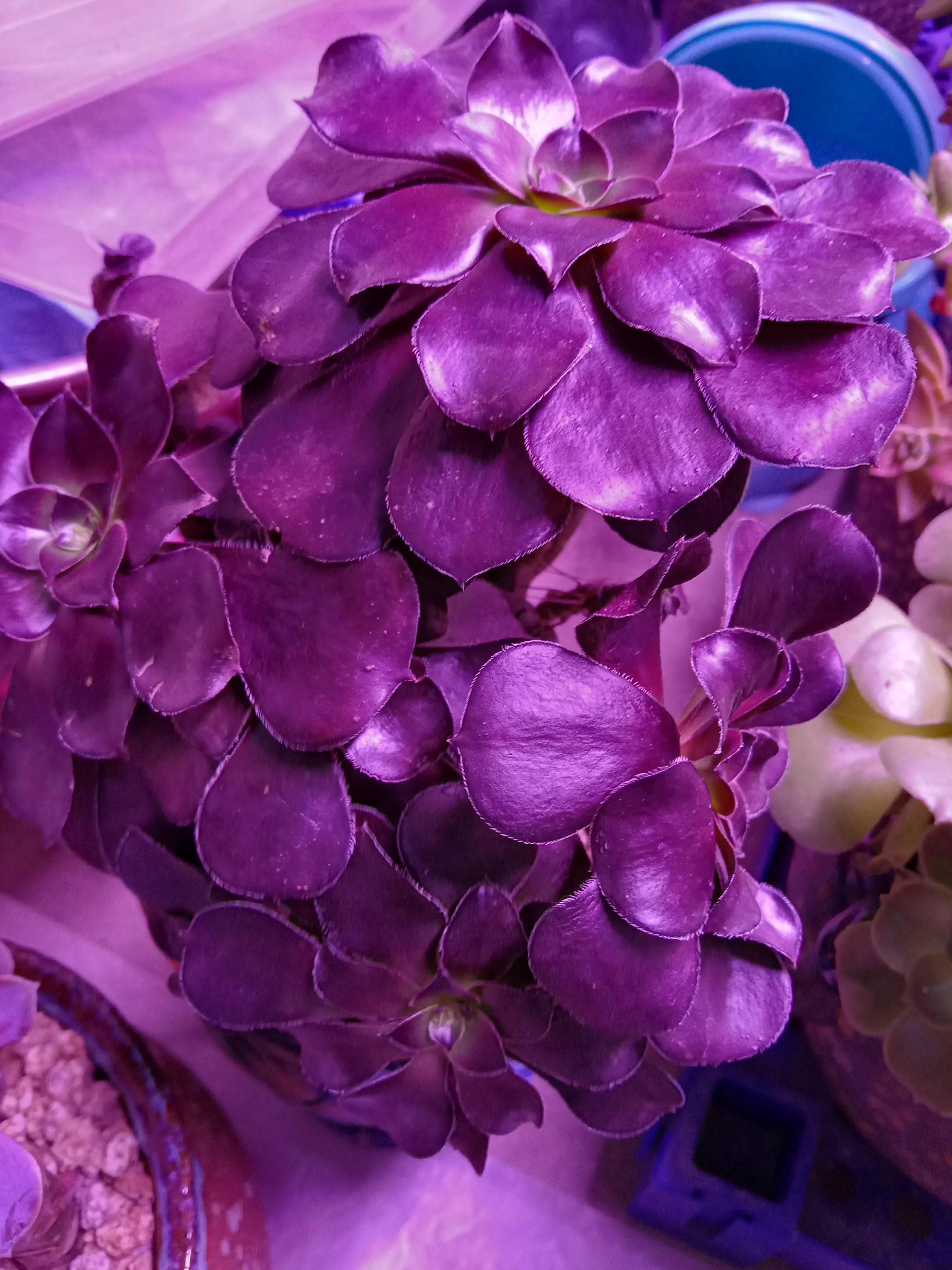 紫珍珠多肉开花图片