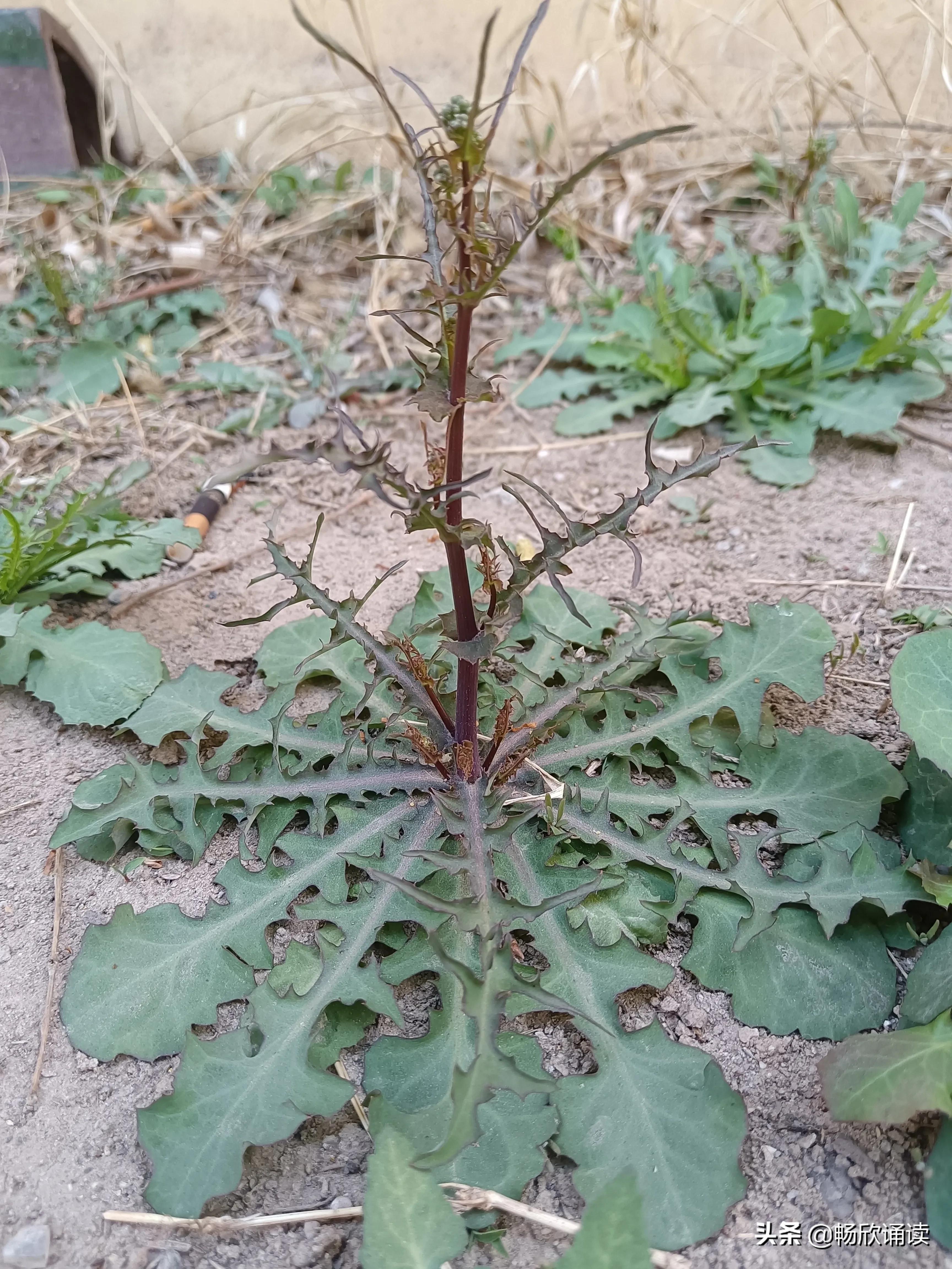 夏至草的作用与功效（春天常见的野菜图鉴）