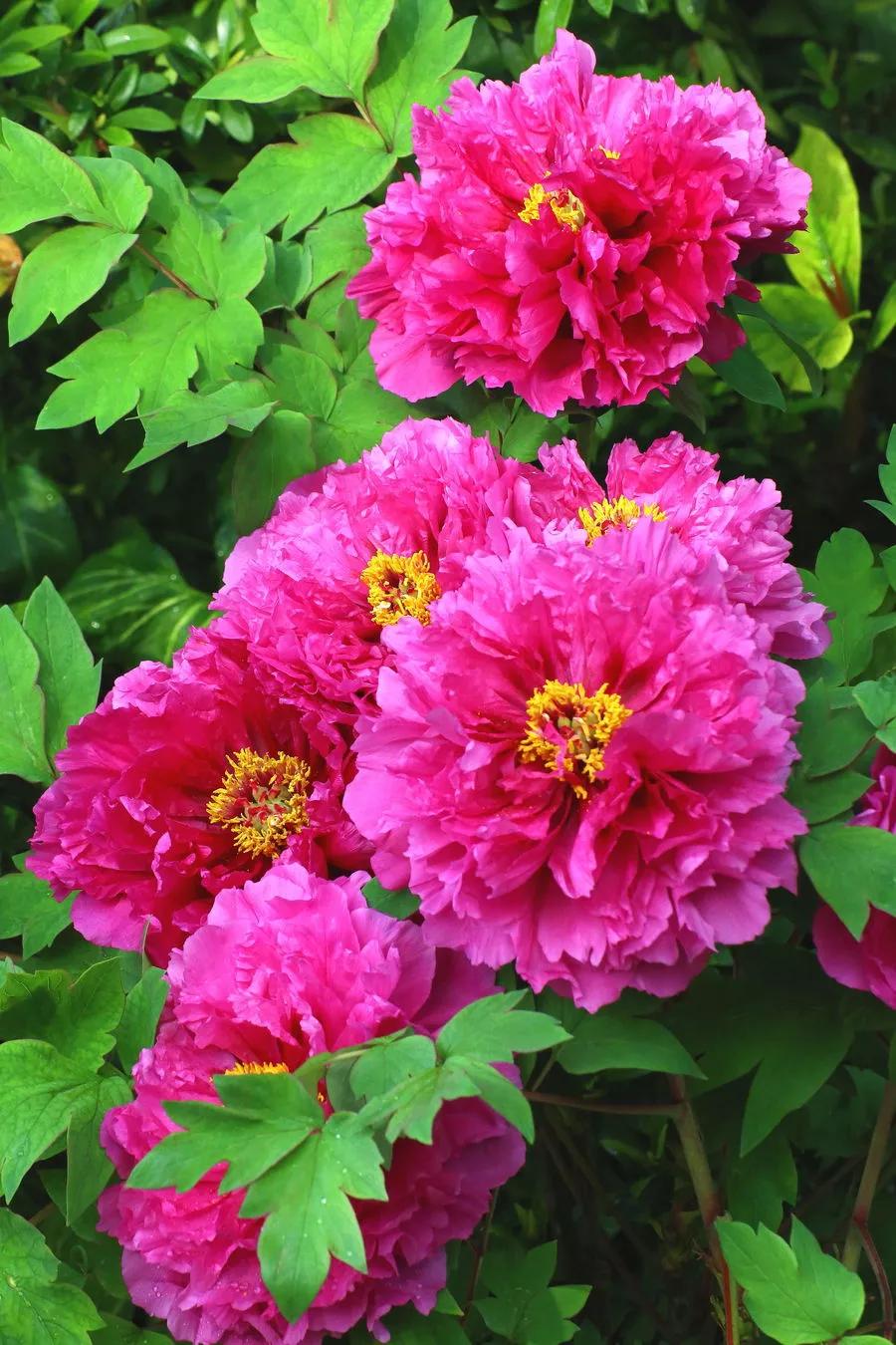 牡丹花寓意,花语