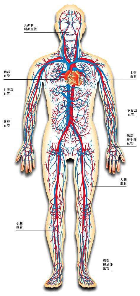 三种血管的关系示意图图片